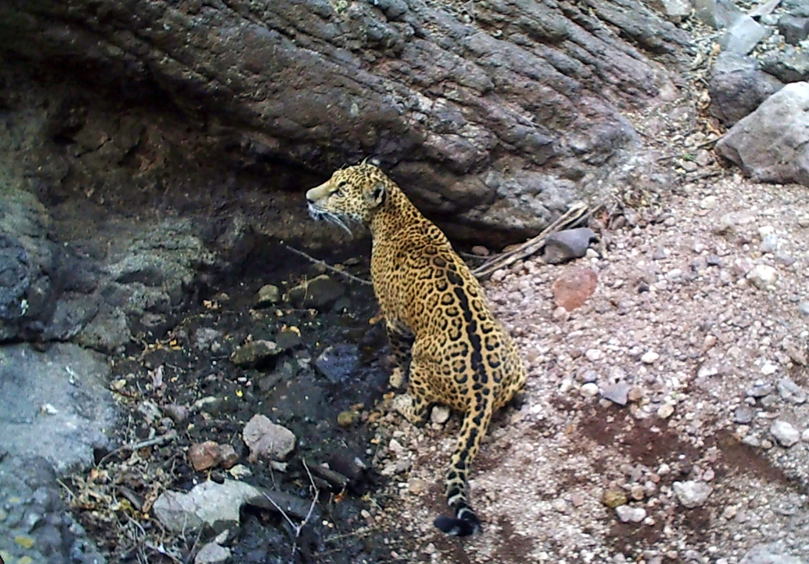 Jaguar staring up